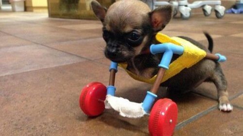 Turbo Roo, un chihuahua dallo spirito combattivo