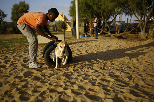 I cani a Gaza hanno finalmente un rifugio
