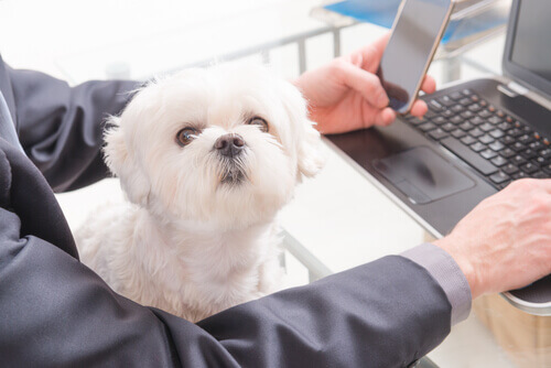 Università Pet friendly: portate il vostro cane al lavoro
