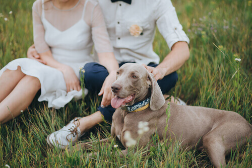 Volete portare il vostro cane al vostro matrimonio?