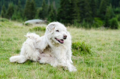 Scoprite i parassiti più comuni nei cani