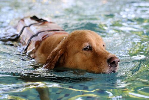 cane-che-nuota