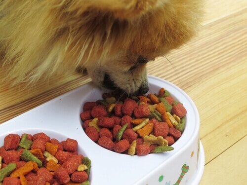 Come scegliere il miglior cibo per cani?