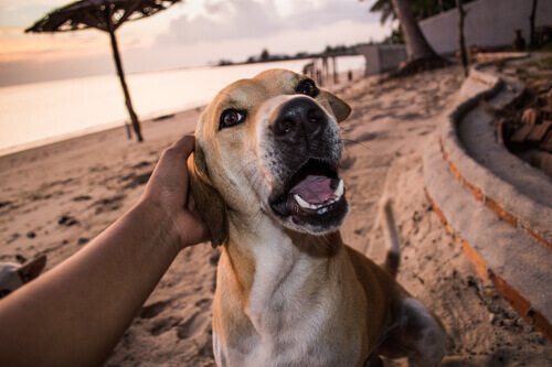 uomo accarezza cane sulla spiaggia