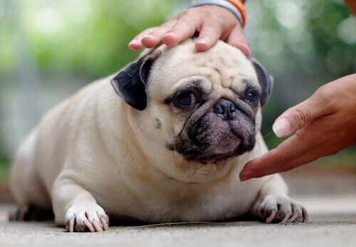 I pericoli del sovrappeso nei cani