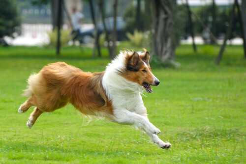 collie-che-corre