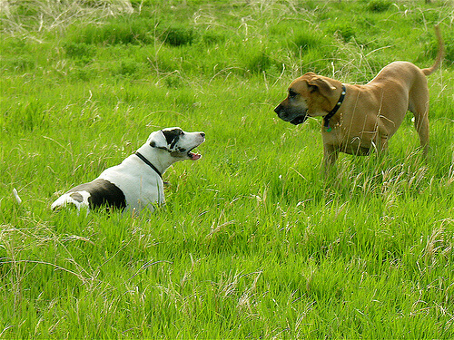 comunicazione-tra-due-cani