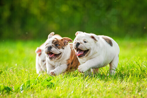 coppia-di-bulldog-inglesi