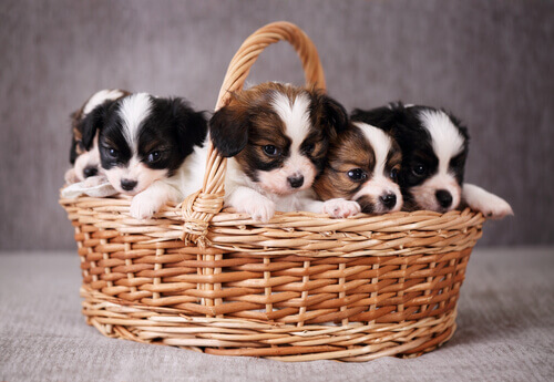 cuccioli-nella-cesta