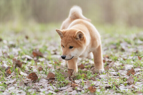 Conoscere le abilità dei vostri cani