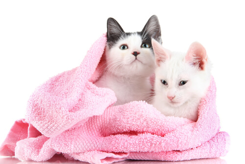 gatti-in-asciugamano