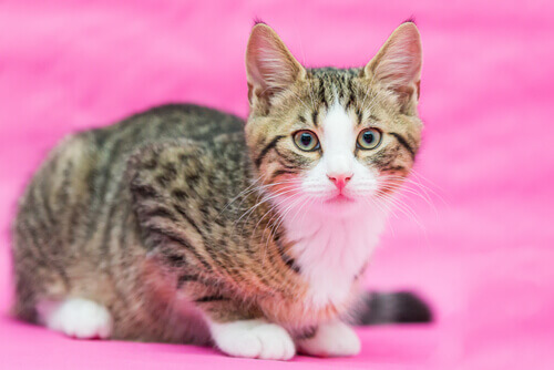 Ecco perché è importante sterilizzare le gatte