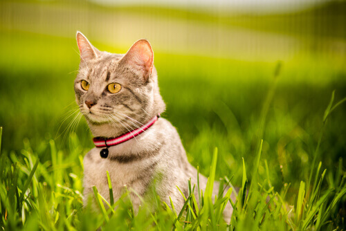 Punti fondamentali per rafforzare il legame con il vostro gatto