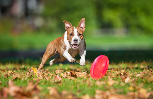 Cane gioca con frisbee