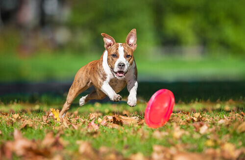 Come scegliere il giocattolo giusto per il vostro cane