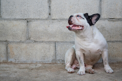 Come prevenire e curare la leishmaniosi nel cane