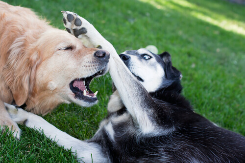 Combattimenti tra cani: maltrattamenti criminali