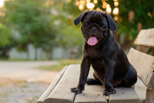 La sindrome brachicefalica: un rischio per alcune razze canine