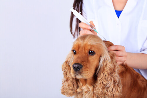 Effetti collaterali dei vaccini nei cani