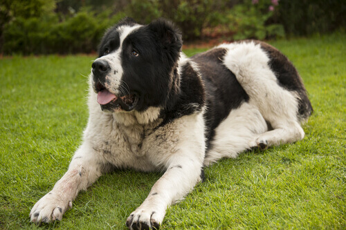 Filariosi, l'infezione parassitaria letale per i cani
