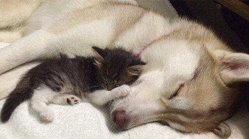 Lilo, l'husky che ha adottato una gattina