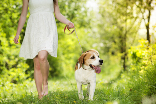 beagle a passeggio nel bosco con la sua padrona
