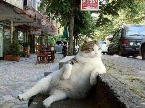 Istanbul dedica una statua alla sua gatta più famosa