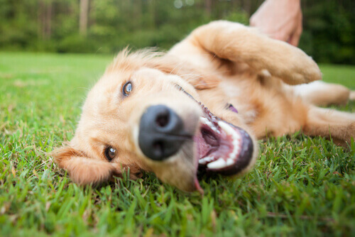 Parassiti intestinali, un pericolo per la salute del cane