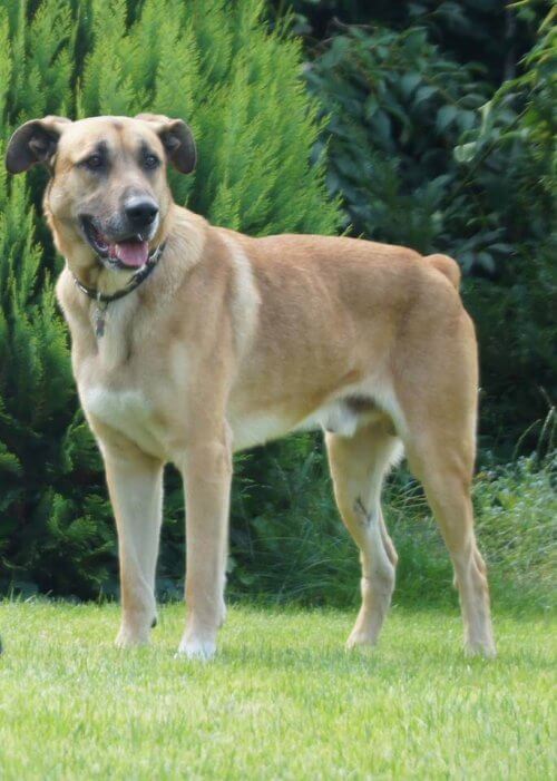 rubio-cane-randagio-adottato-da-hostess-tedesca