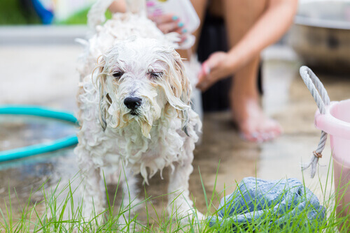 Scegli il migliore shampoo per cani