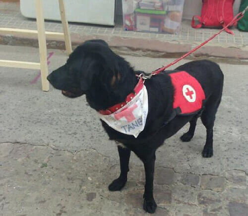 Un cane maltrattato diventa assistente sociale