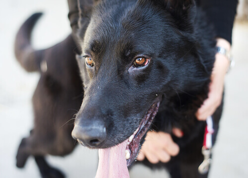 Anziano dedica i suoi ultimi giorni ai cani abbandonati