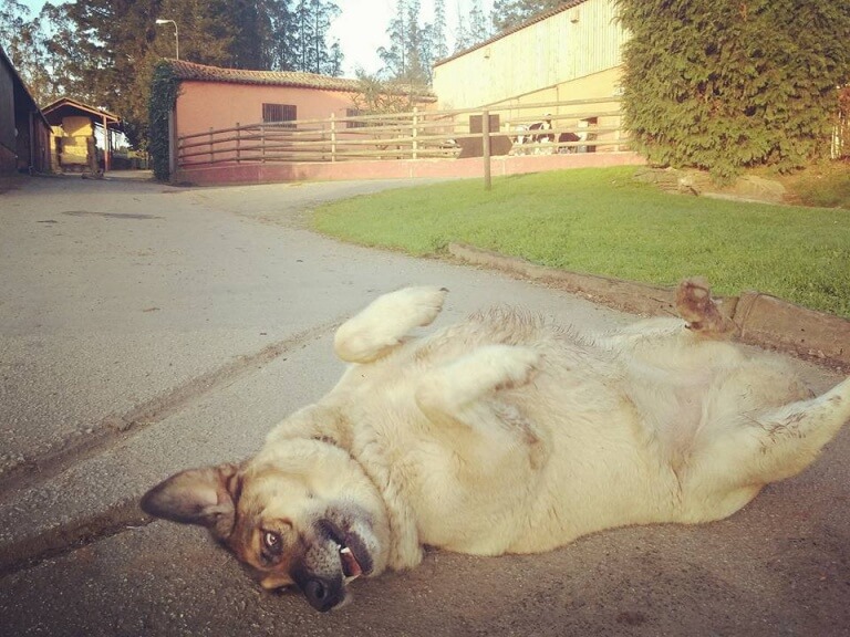 campagna-di-adozione-3-768x576