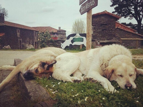 Una marca di prodotti caseari lancia una campagna di adozione