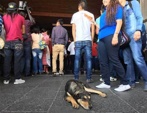 Centinaia di cani vengono abbandonati dai fedeli in basilica