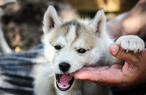 10 cose che non sapete sui cani: scopritele!