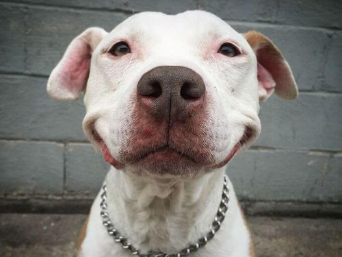 Brinsks, il cane che sorride da quando è stato salvato