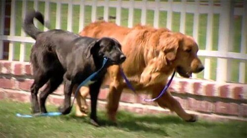 La tenera storia di un golden retriever cieco salvato dal suo cane guida