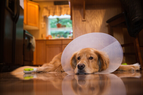 Cure post-operatorie per un cane
