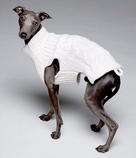 Cane con maglione