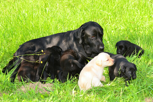 cagnolina con cuccioli sull'erba