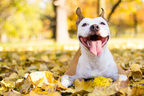 cane-felice-tra-le-foglie