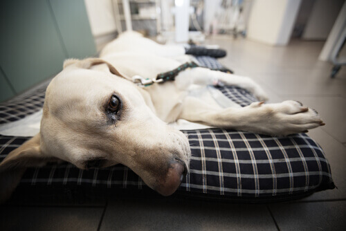 cane sdraiato soffre di ernia discale