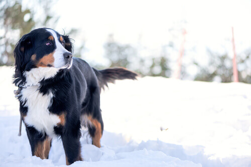 Andare sulla neve con il vostro cane