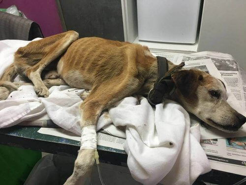 Il lungo viaggio di Vali