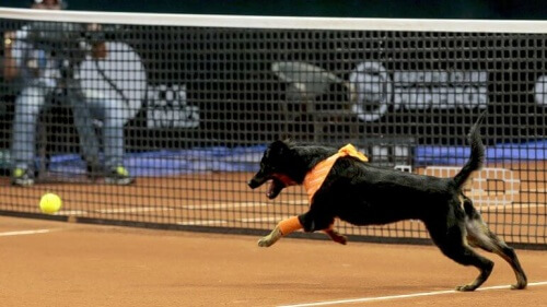 cane che lavora durante torneo di tennis e insegue palla gialla