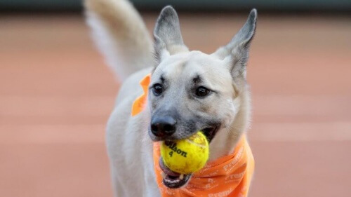 Cani che lavorano per un torneo di tennis