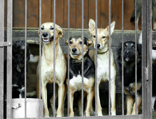 La Corea del Sud chiude il più grande mercato di carne di cane