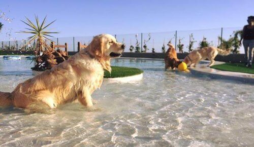 Aperto a Tenerife l’hotel per cani e gatti più lussuoso d’Europa