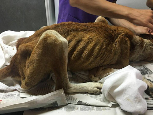 Fonte: pagina Facebook del Rifugio degli Animali di Cambados